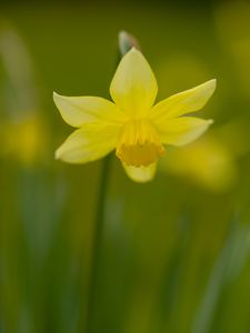 Preview wallpaper daffodil, petals, flower, blur