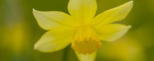 Preview wallpaper daffodil, petals, flower, blur