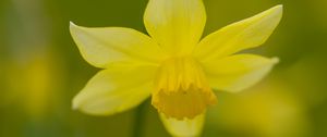 Preview wallpaper daffodil, petals, flower, blur