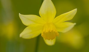 Preview wallpaper daffodil, petals, flower, blur