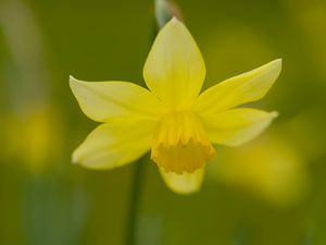 Preview wallpaper daffodil, petals, flower, blur