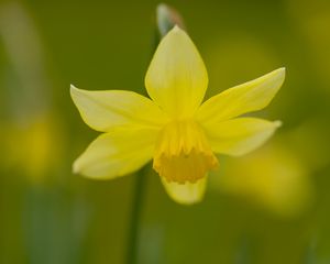 Preview wallpaper daffodil, petals, flower, blur
