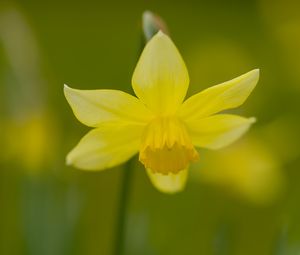 Preview wallpaper daffodil, petals, flower, blur