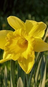 Preview wallpaper daffodil, plant, flower, yellow, summer