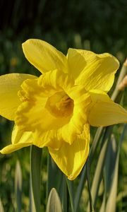 Preview wallpaper daffodil, plant, flower, yellow, summer