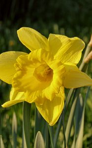 Preview wallpaper daffodil, plant, flower, yellow, summer