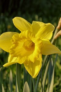 Preview wallpaper daffodil, plant, flower, yellow, summer