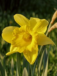 Preview wallpaper daffodil, plant, flower, yellow, summer