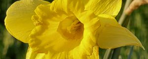 Preview wallpaper daffodil, plant, flower, yellow, summer