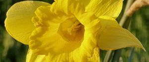Preview wallpaper daffodil, plant, flower, yellow, summer