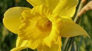Preview wallpaper daffodil, plant, flower, yellow, summer
