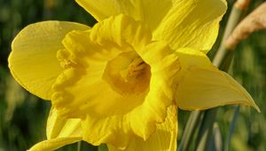 Preview wallpaper daffodil, plant, flower, yellow, summer