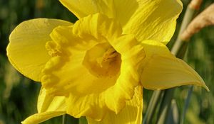 Preview wallpaper daffodil, plant, flower, yellow, summer