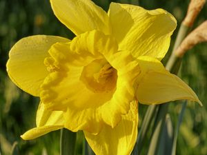 Preview wallpaper daffodil, plant, flower, yellow, summer