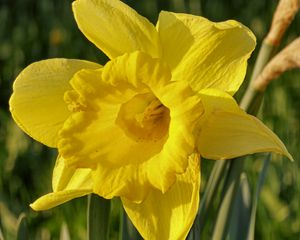 Preview wallpaper daffodil, plant, flower, yellow, summer