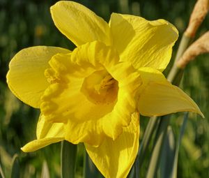 Preview wallpaper daffodil, plant, flower, yellow, summer