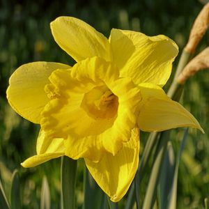 Preview wallpaper daffodil, plant, flower, yellow, summer