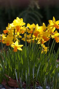 Preview wallpaper daffodils, crocuses, flowers, spring, sunny, meadow
