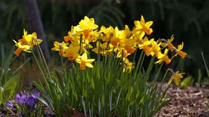 Preview wallpaper daffodils, crocuses, flowers, spring, sunny, meadow