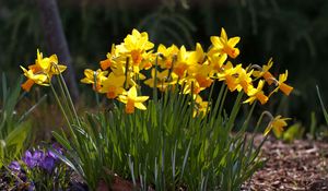 Preview wallpaper daffodils, crocuses, flowers, spring, sunny, meadow