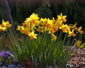 Preview wallpaper daffodils, crocuses, flowers, spring, sunny, meadow