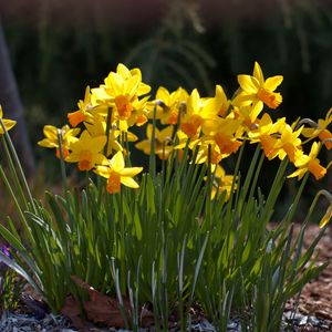 Preview wallpaper daffodils, crocuses, flowers, spring, sunny, meadow