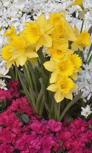 Preview wallpaper daffodils, daisies, flower, flowerbed, carpet