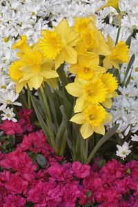 Preview wallpaper daffodils, daisies, flower, flowerbed, carpet