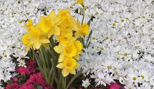 Preview wallpaper daffodils, daisies, flower, flowerbed, carpet