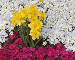 Preview wallpaper daffodils, daisies, flower, flowerbed, carpet