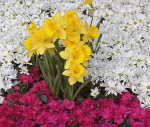 Preview wallpaper daffodils, daisies, flower, flowerbed, carpet