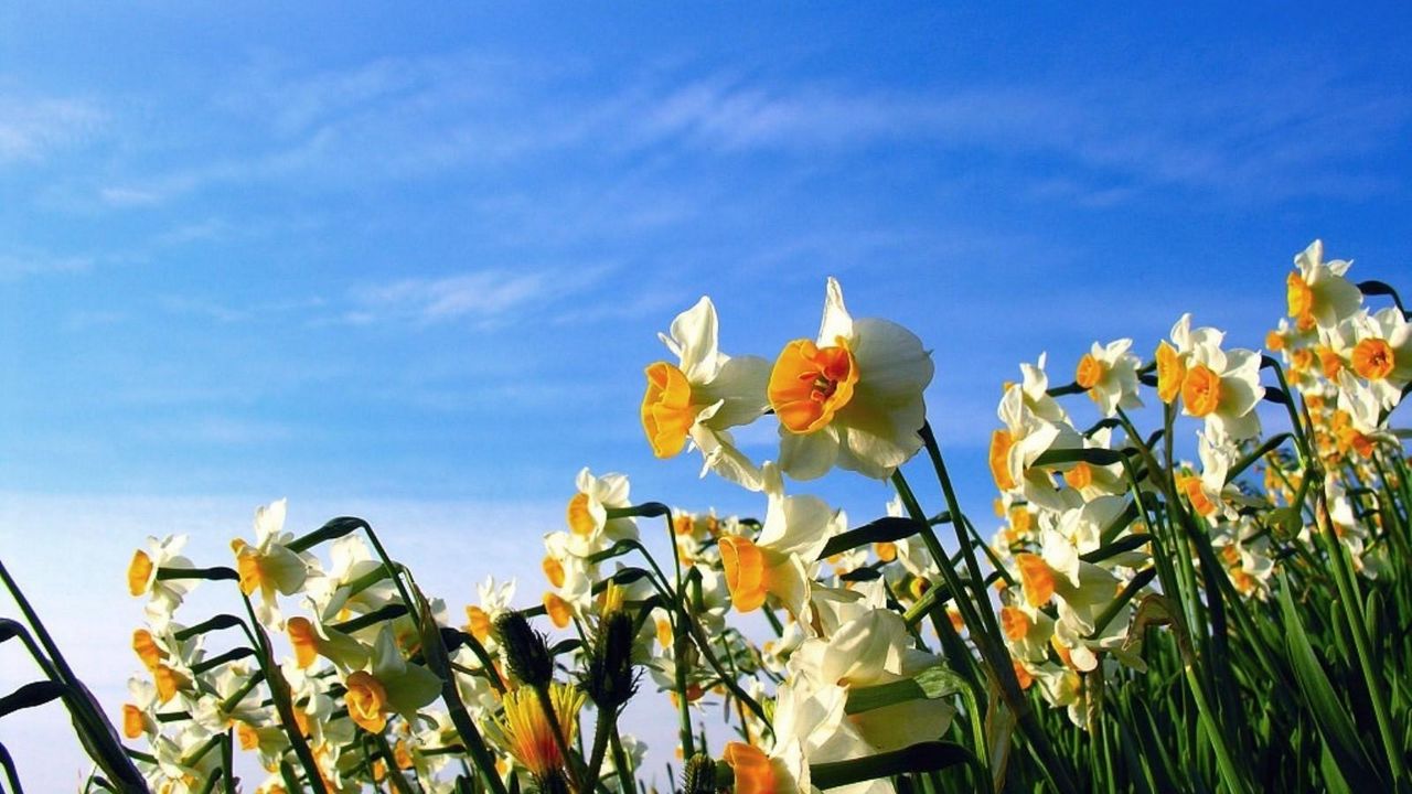Wallpaper daffodils, flowerbed, sky, spring, mood