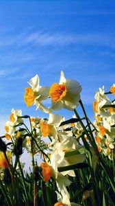 Preview wallpaper daffodils, flowerbed, sky, spring, mood