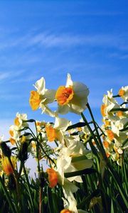 Preview wallpaper daffodils, flowerbed, sky, spring, mood