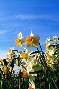 Preview wallpaper daffodils, flowerbed, sky, spring, mood