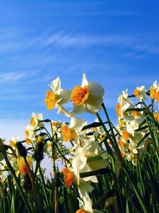 Preview wallpaper daffodils, flowerbed, sky, spring, mood