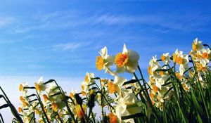 Preview wallpaper daffodils, flowerbed, sky, spring, mood