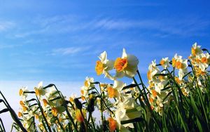 Preview wallpaper daffodils, flowerbed, sky, spring, mood