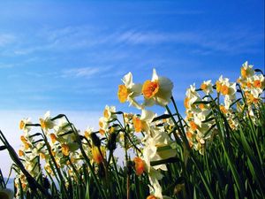 Preview wallpaper daffodils, flowerbed, sky, spring, mood