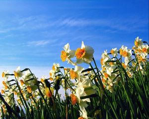 Preview wallpaper daffodils, flowerbed, sky, spring, mood