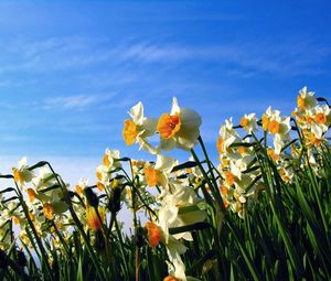 Preview wallpaper daffodils, flowerbed, sky, spring, mood