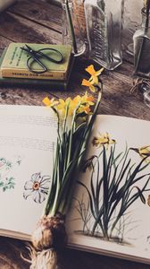 Preview wallpaper daffodils, flowers, book, botany