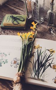 Preview wallpaper daffodils, flowers, book, botany