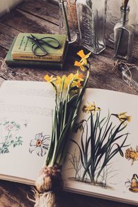 Preview wallpaper daffodils, flowers, book, botany