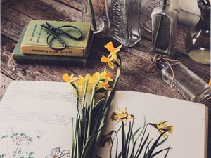 Preview wallpaper daffodils, flowers, book, botany