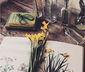 Preview wallpaper daffodils, flowers, book, botany