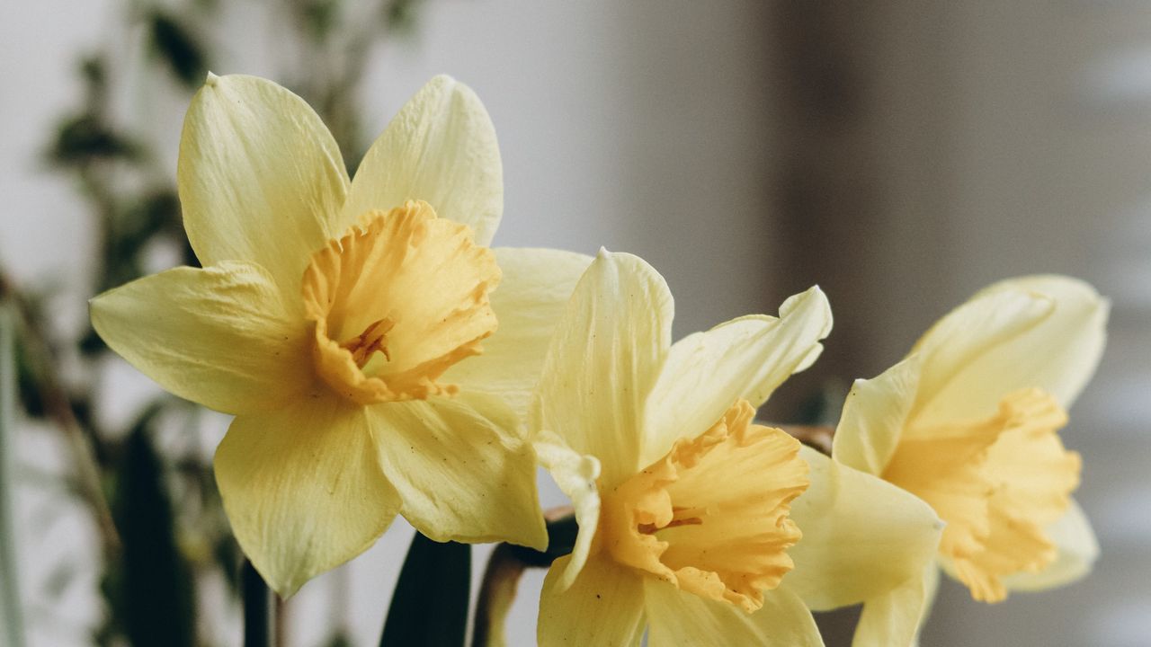 Wallpaper daffodils, flowers, bouquet, vase