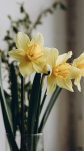 Preview wallpaper daffodils, flowers, bouquet, vase