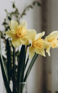 Preview wallpaper daffodils, flowers, bouquet, vase