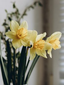 Preview wallpaper daffodils, flowers, bouquet, vase